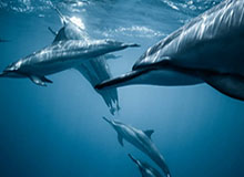 《鬼灭之刃》导演谈动画制作中AI的使用